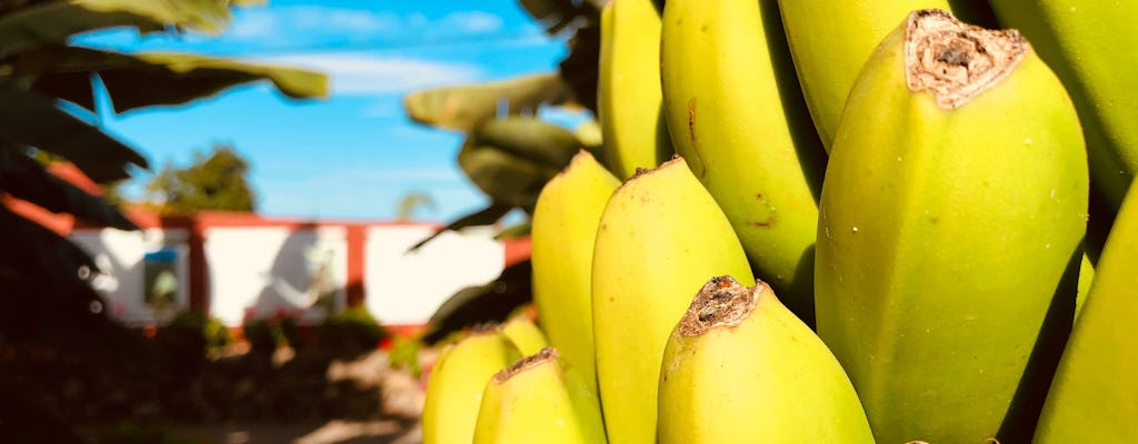 Doświadczenie z bananem w Casa del Platano