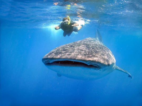 Whale shark experience with lunch