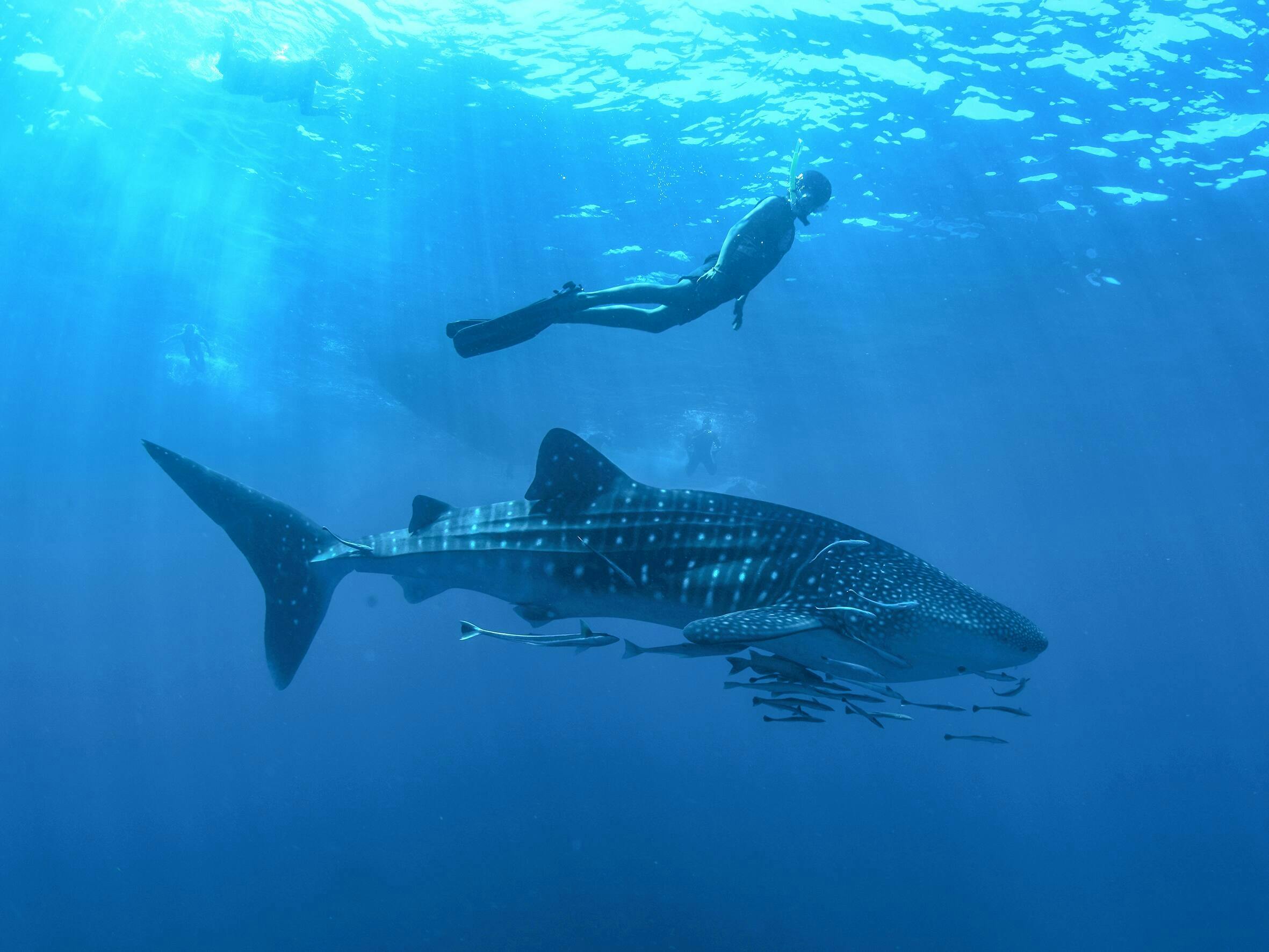 Whale Shark Experience