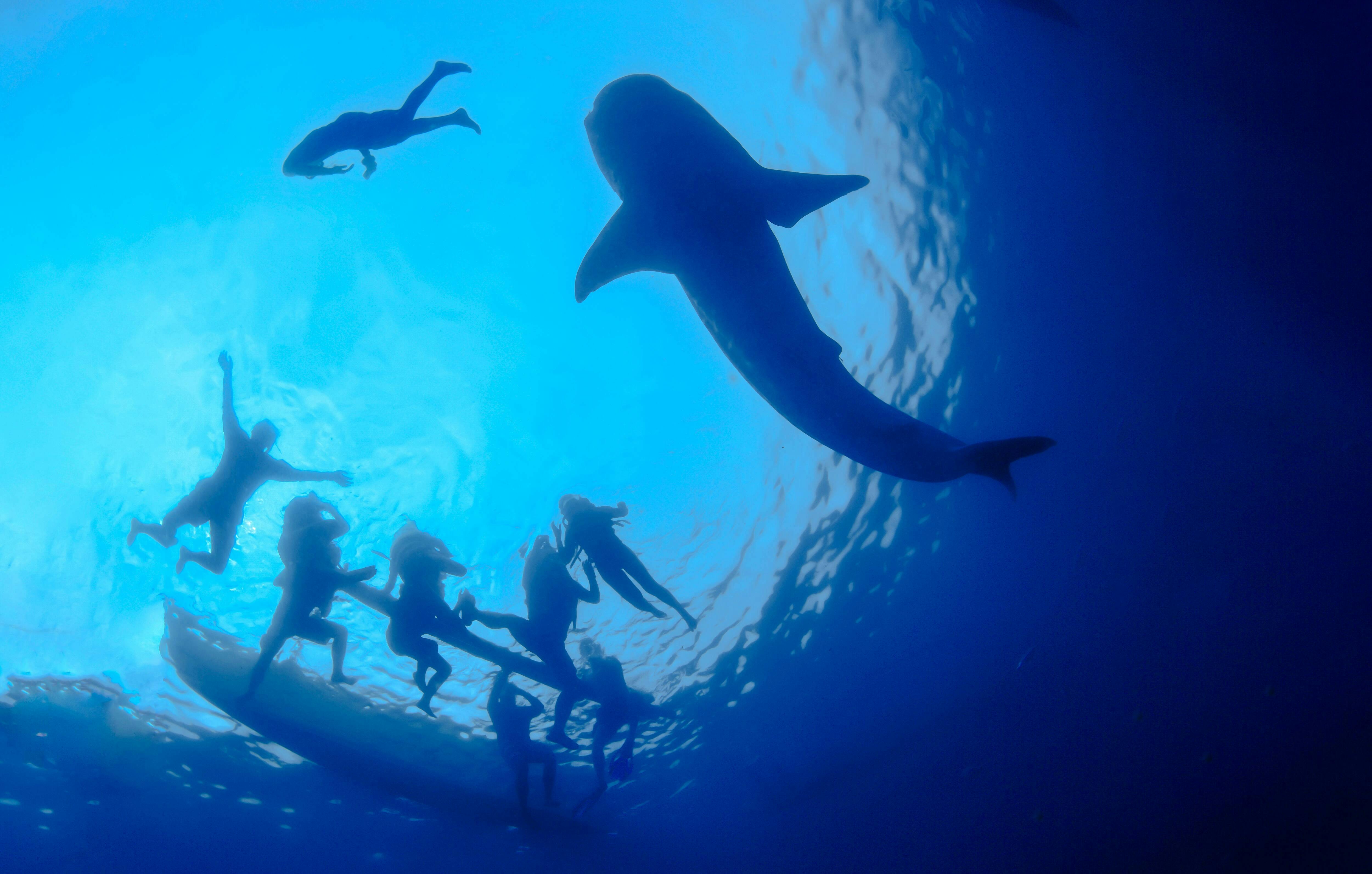 Whale Shark Experience