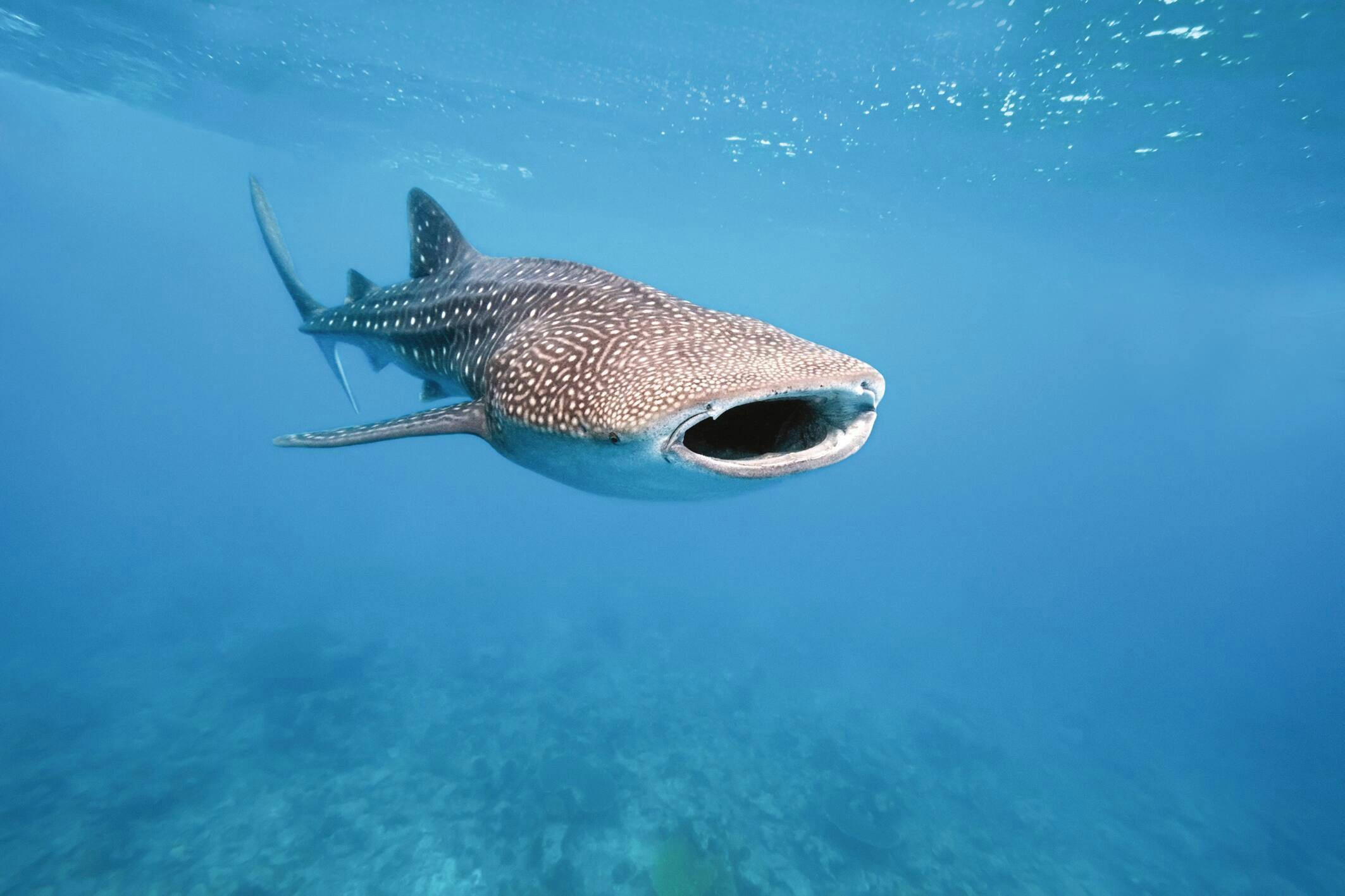 Whale Shark Experience