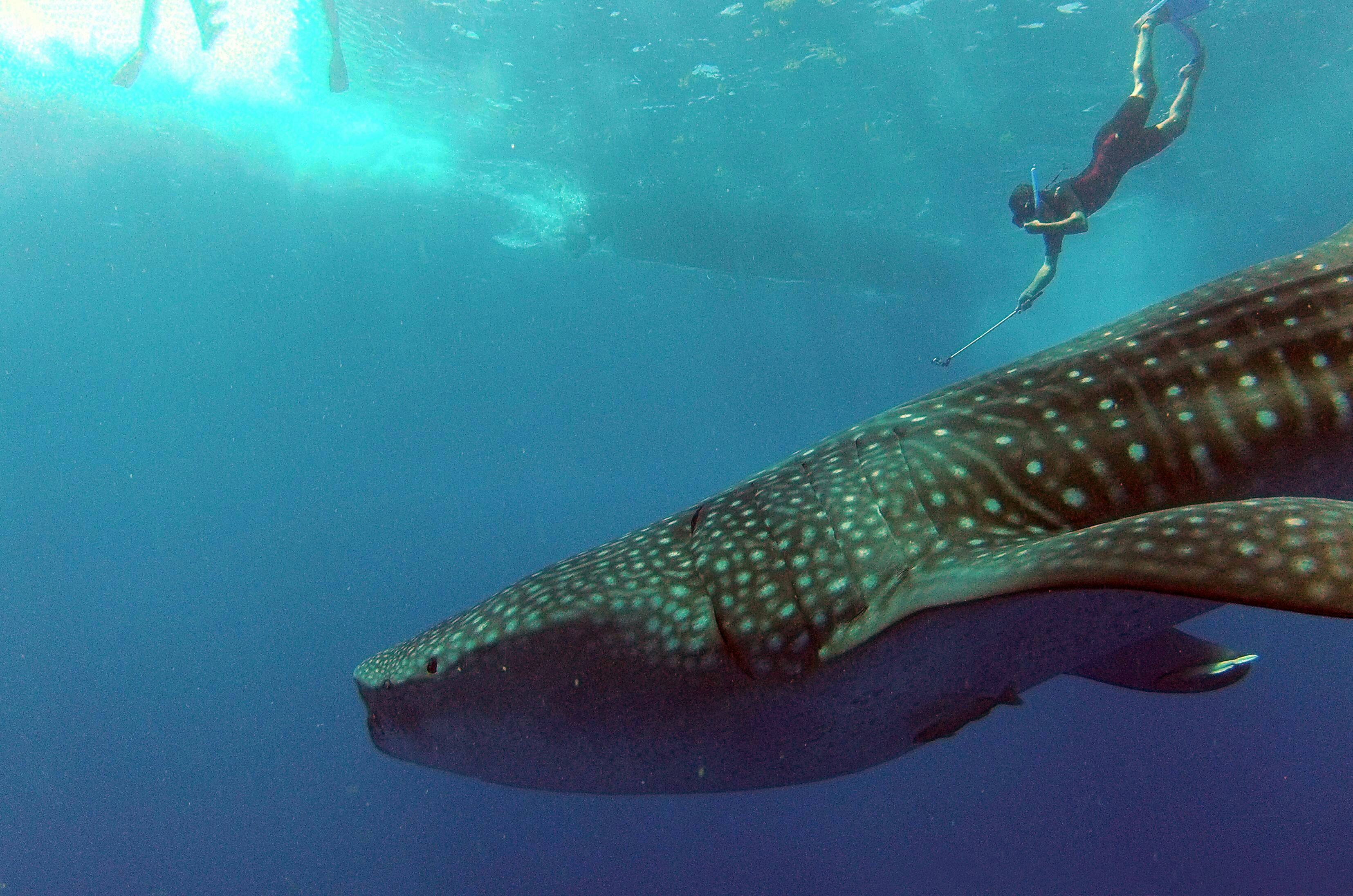 Whale Shark Experience