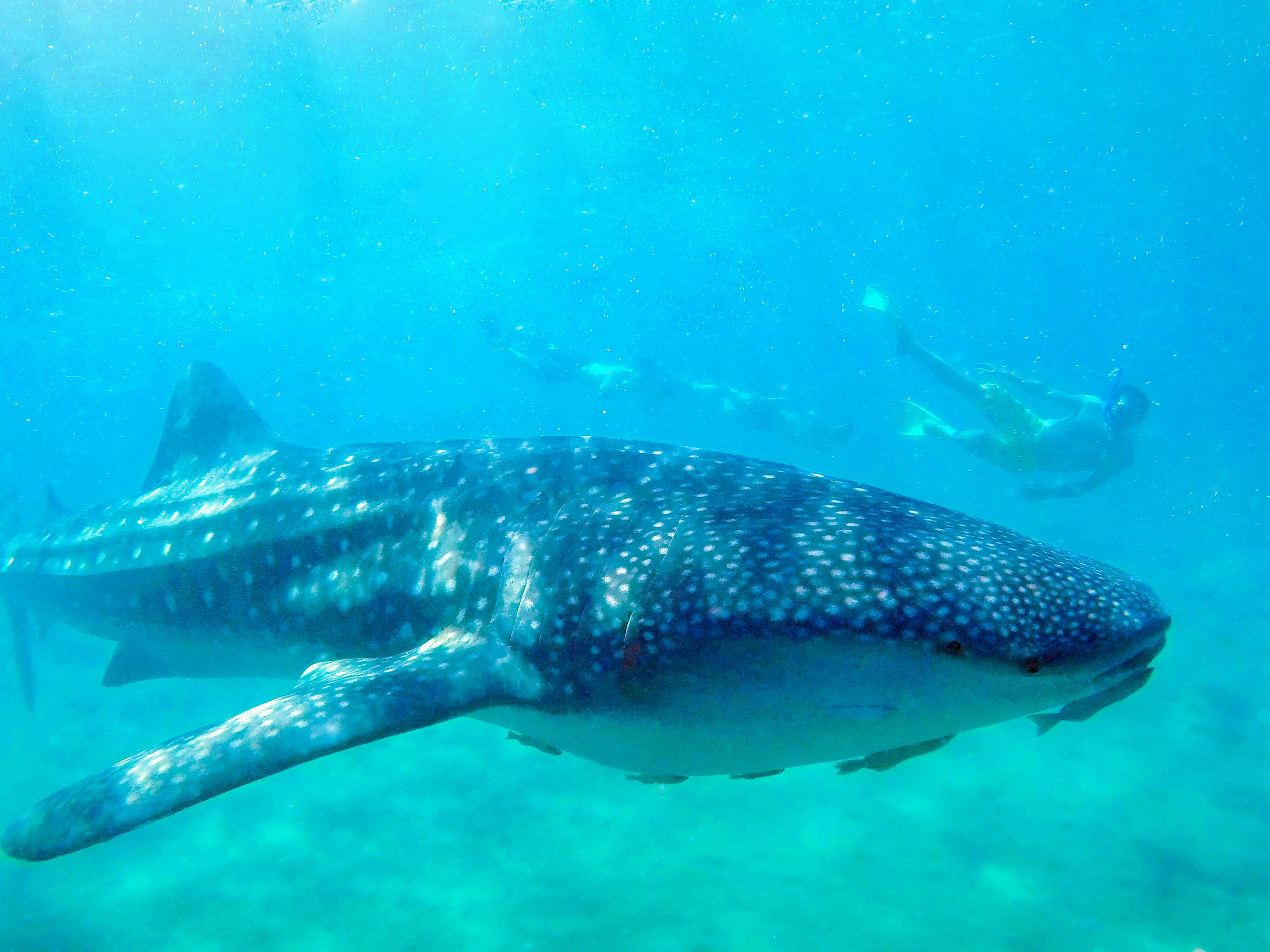 Whale Shark Experience