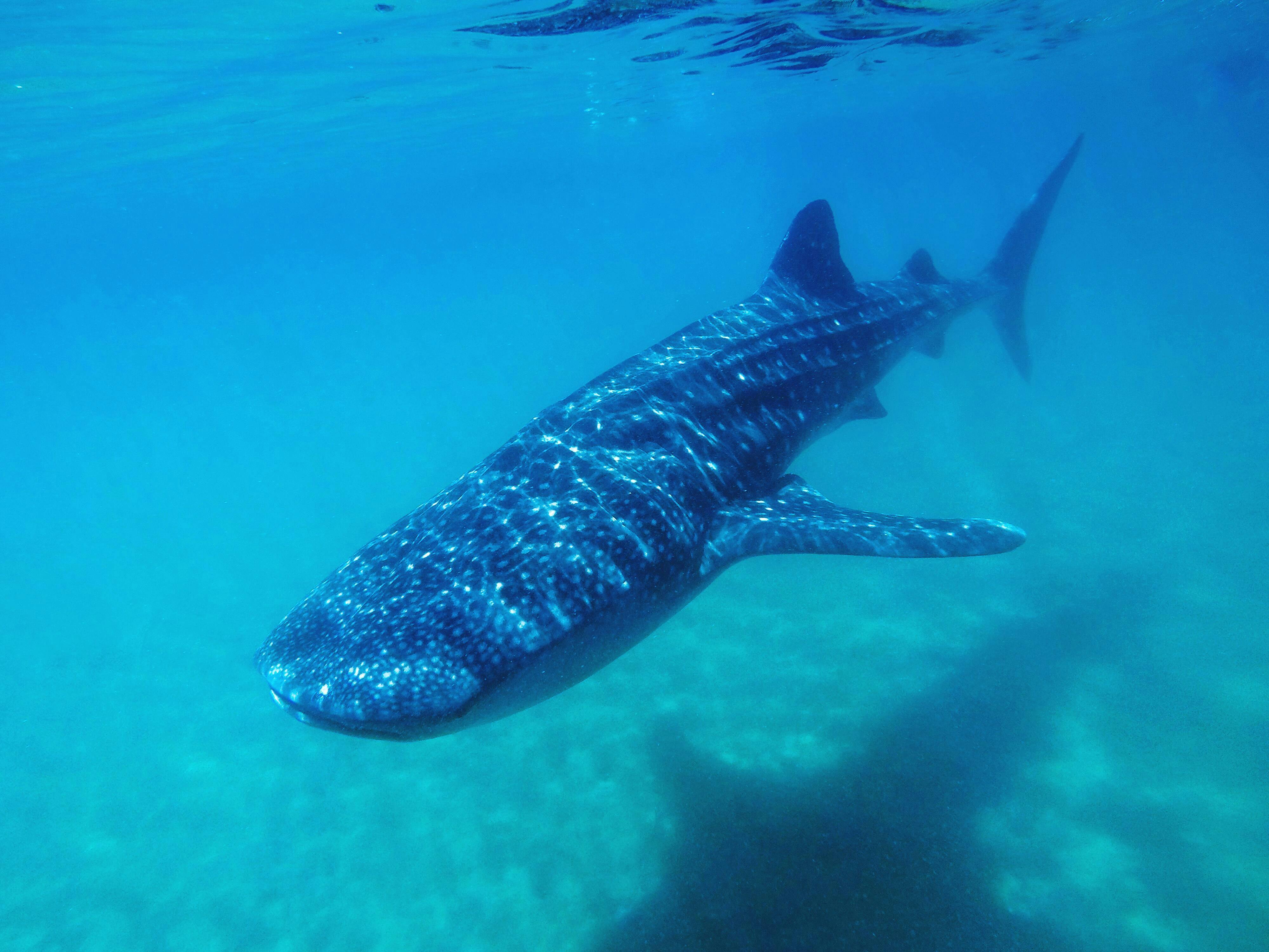 Whale Shark Experience