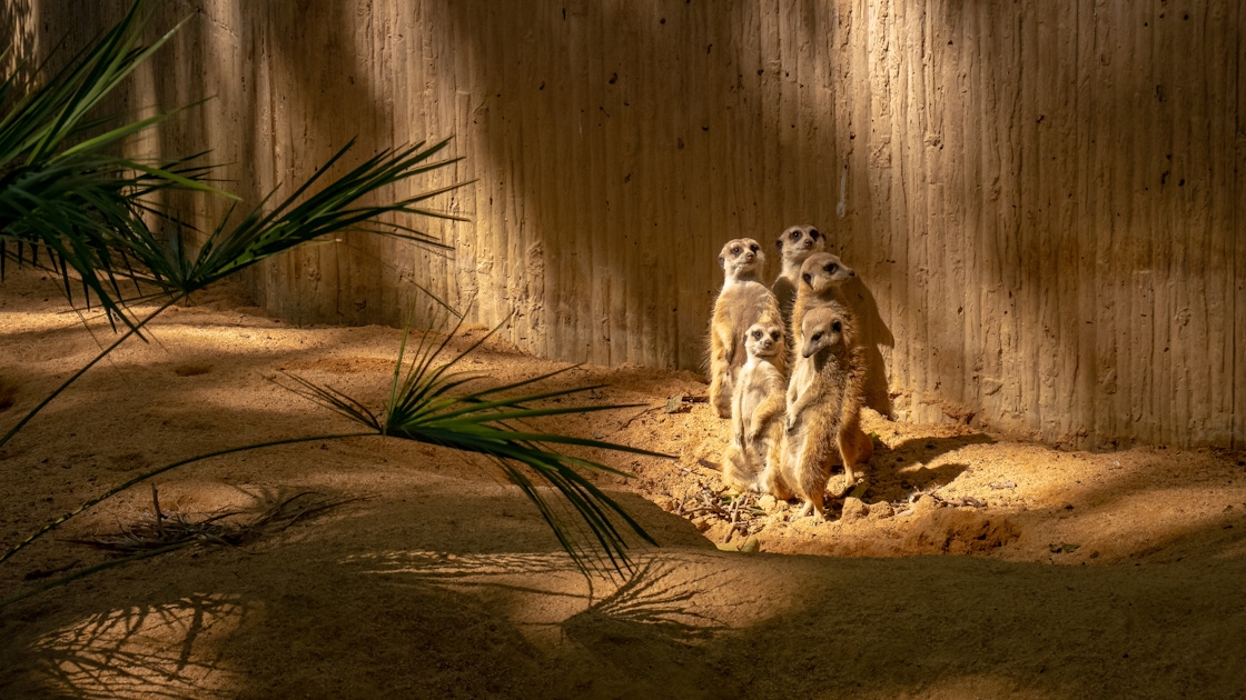 Barcelona Zoo – Wildlife Attraction Tickets