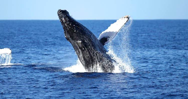Wild Humpback whales tour in Oahu with flower ceremony