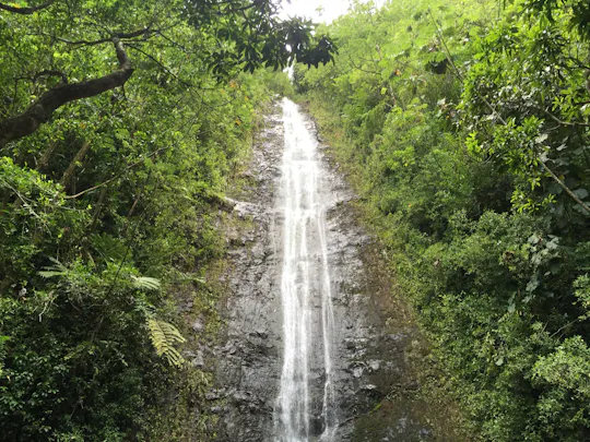 Oahu Guided Hawaii's Rainforest Hike
