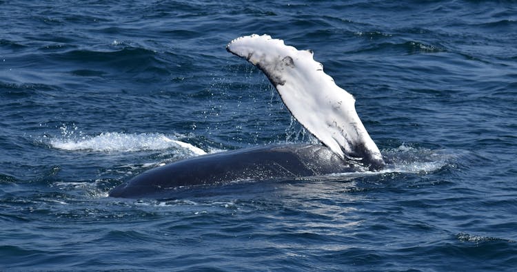 Wild Humpback whales tour in Oahu with flower ceremony