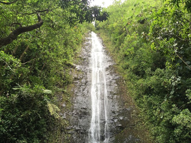 Ohau guided Hawaii's rainforest hike