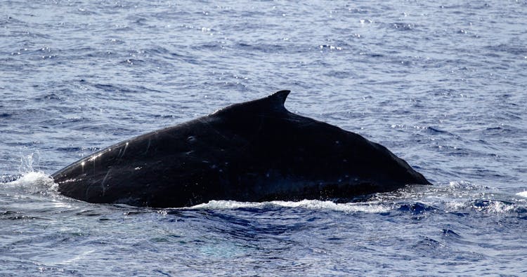 Wild Humpback whales tour in Oahu with flower ceremony