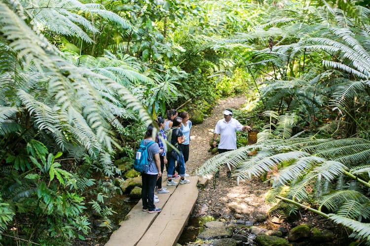 Ohau guided Hawaii's rainforest hike