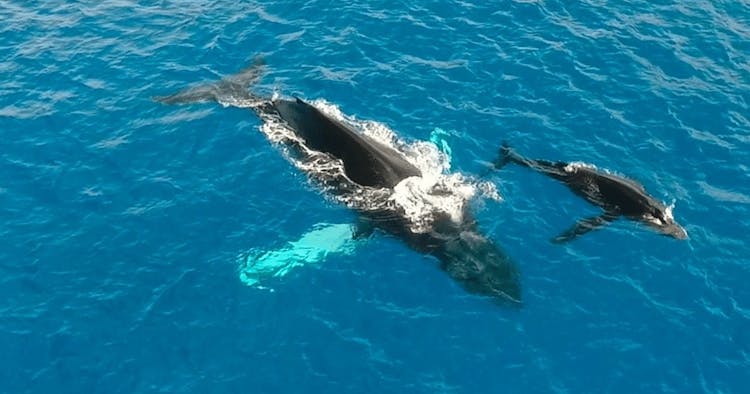 Wild Humpback whales tour in Oahu with flower ceremony