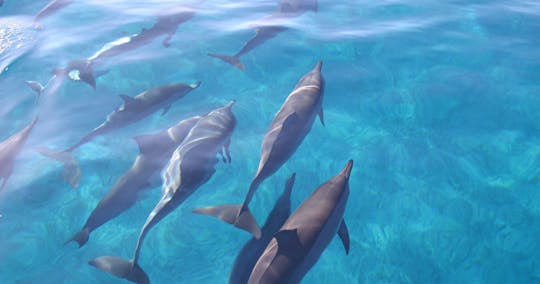 Join a dolphin cruise around West O'ahu with snorkling and a lunch box