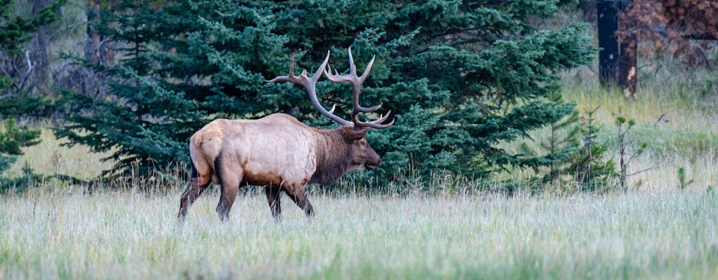 Exkursion zur Wildtiersuche im Jasper National Park