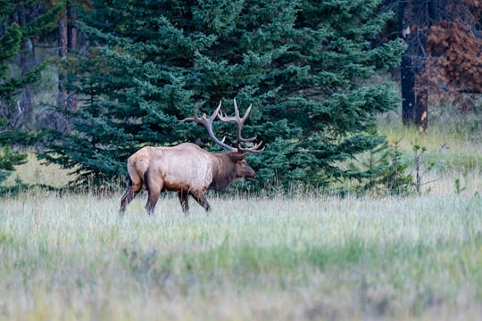 Excursie op zoek naar wilde dieren in Jasper National Park