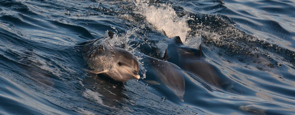 Dolphin and whale experience in Gran Canaria
