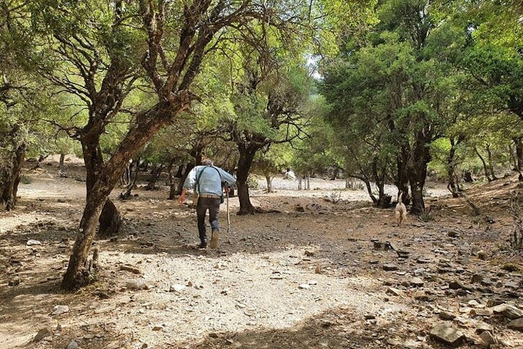 Truffle hunting and culinary celebration tour from Heraklion