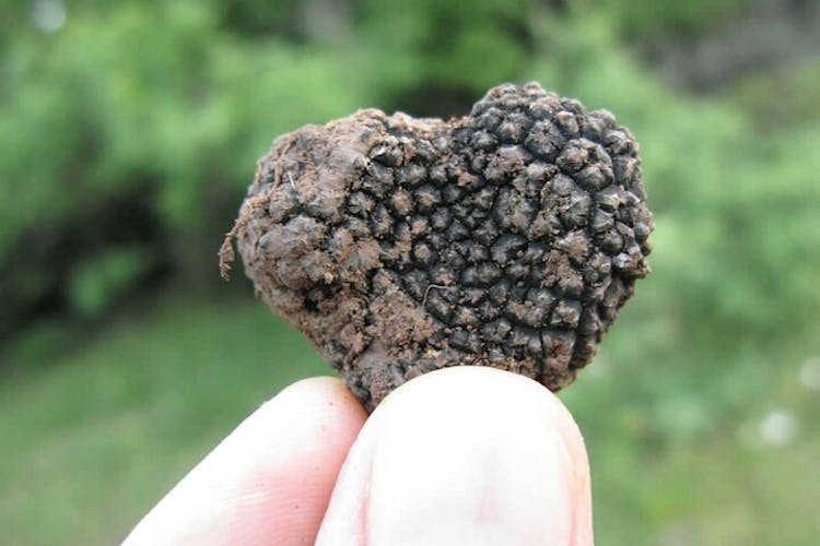 Truffle hunting and culinary celebration tour from Heraklion