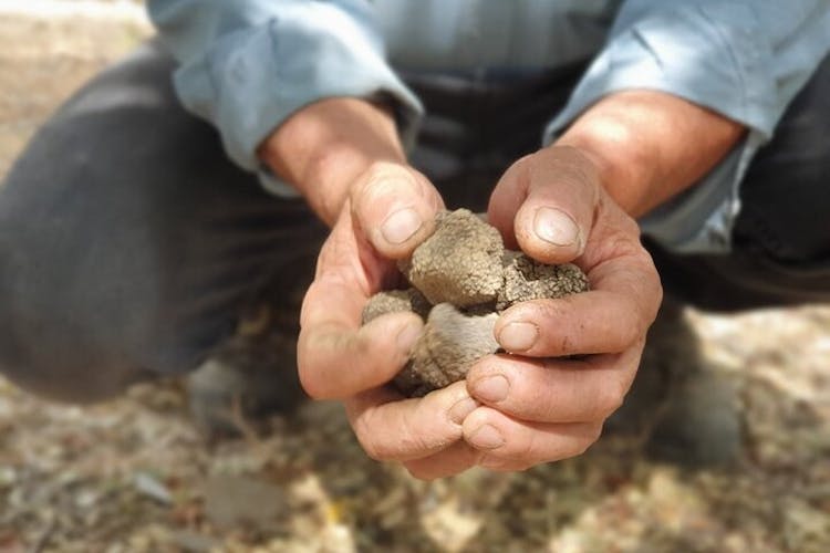 Truffle hunting and culinary celebration tour from Heraklion