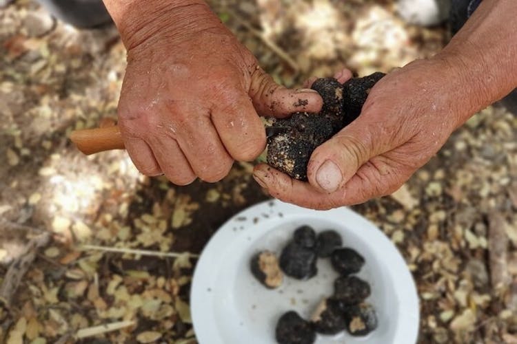 Truffle hunting and culinary celebration tour from Heraklion