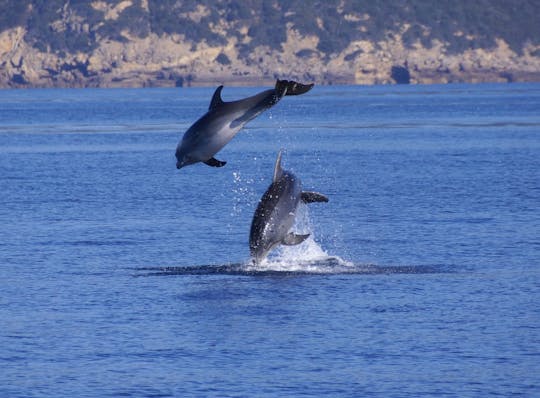 Sardinian delfiiniristeily