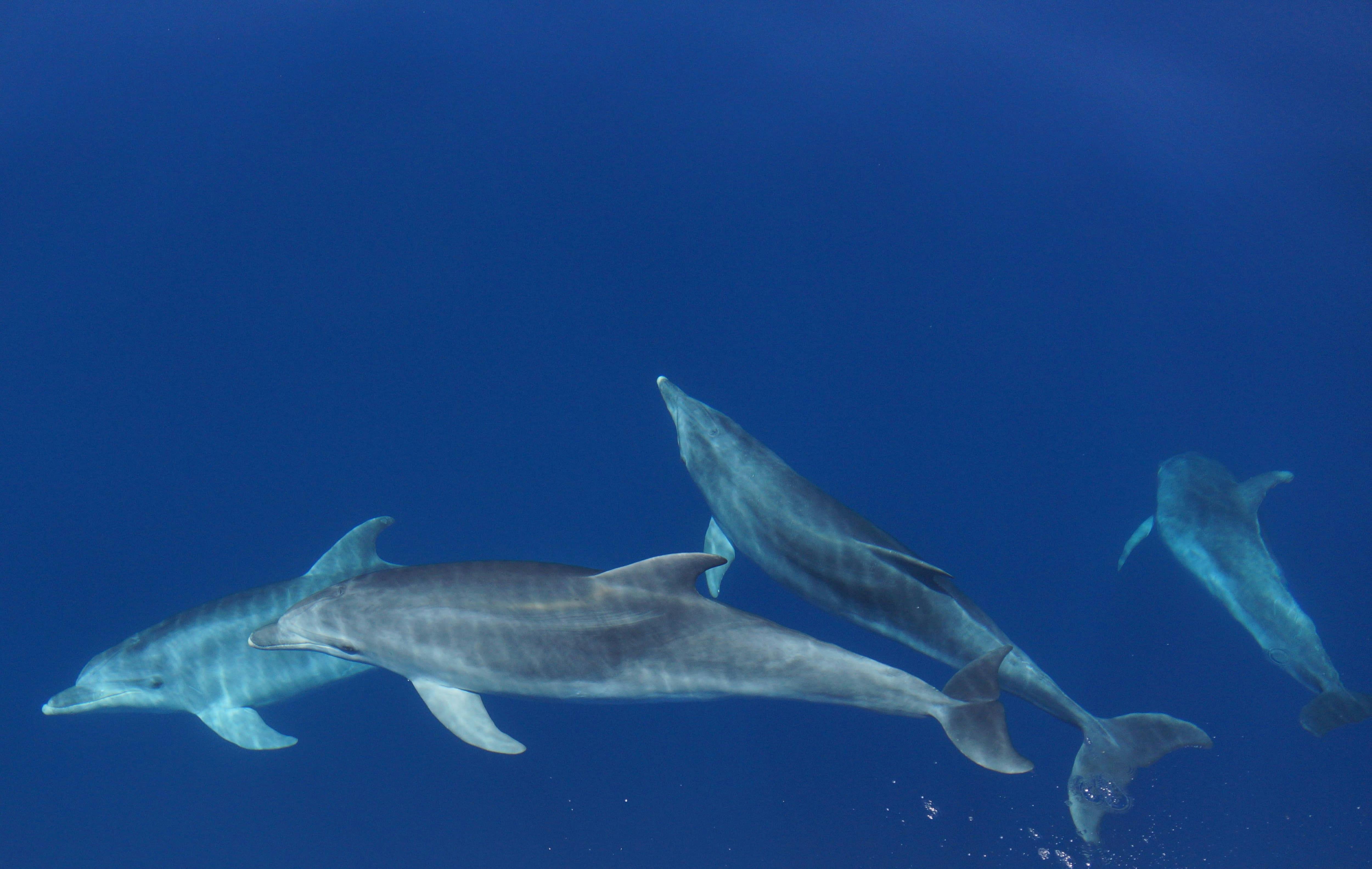 Sardinia Dolphin Watching Boat Cruise