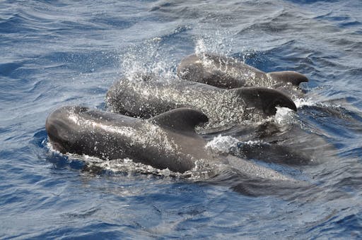 Aphrodite Gulet Sailboat Cruise Fuerteventura