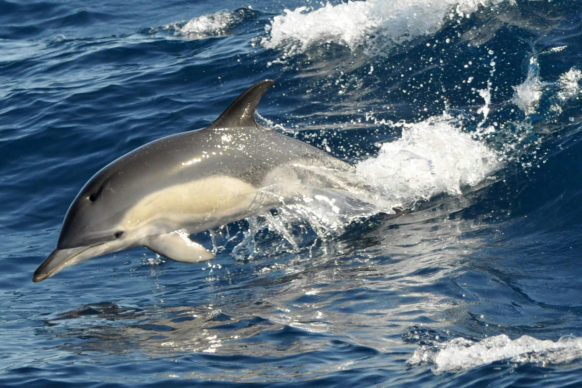 Fuerteventura VIP Catamaran Cruise