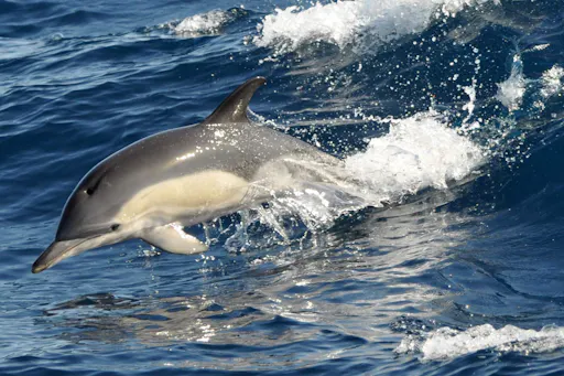Fuerteventura VIP Catamaran Cruise