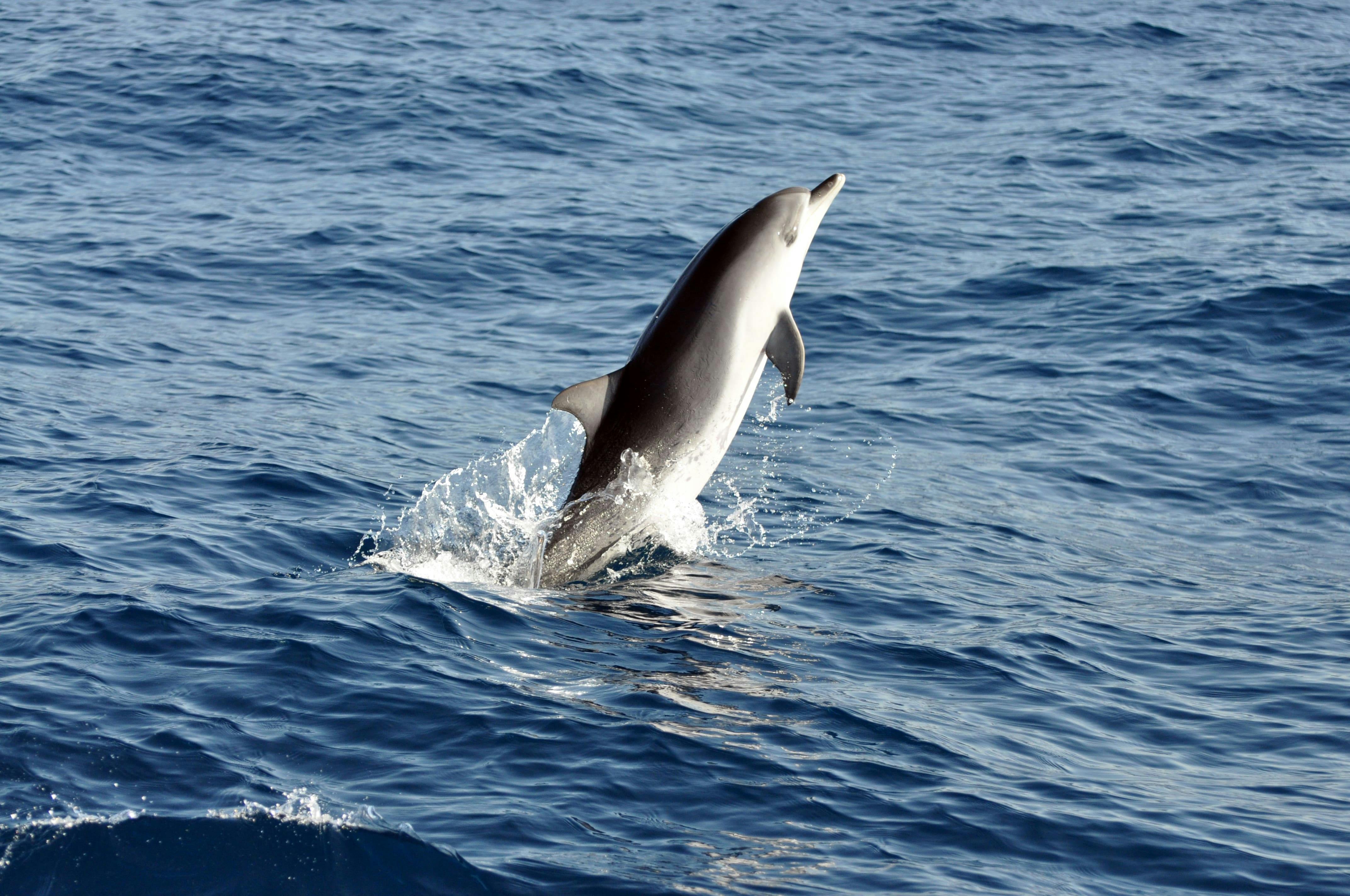 Fuerteventura VIP Catamaran Cruise