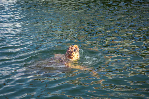 River Dalyan Turtle Watching Tour with transport