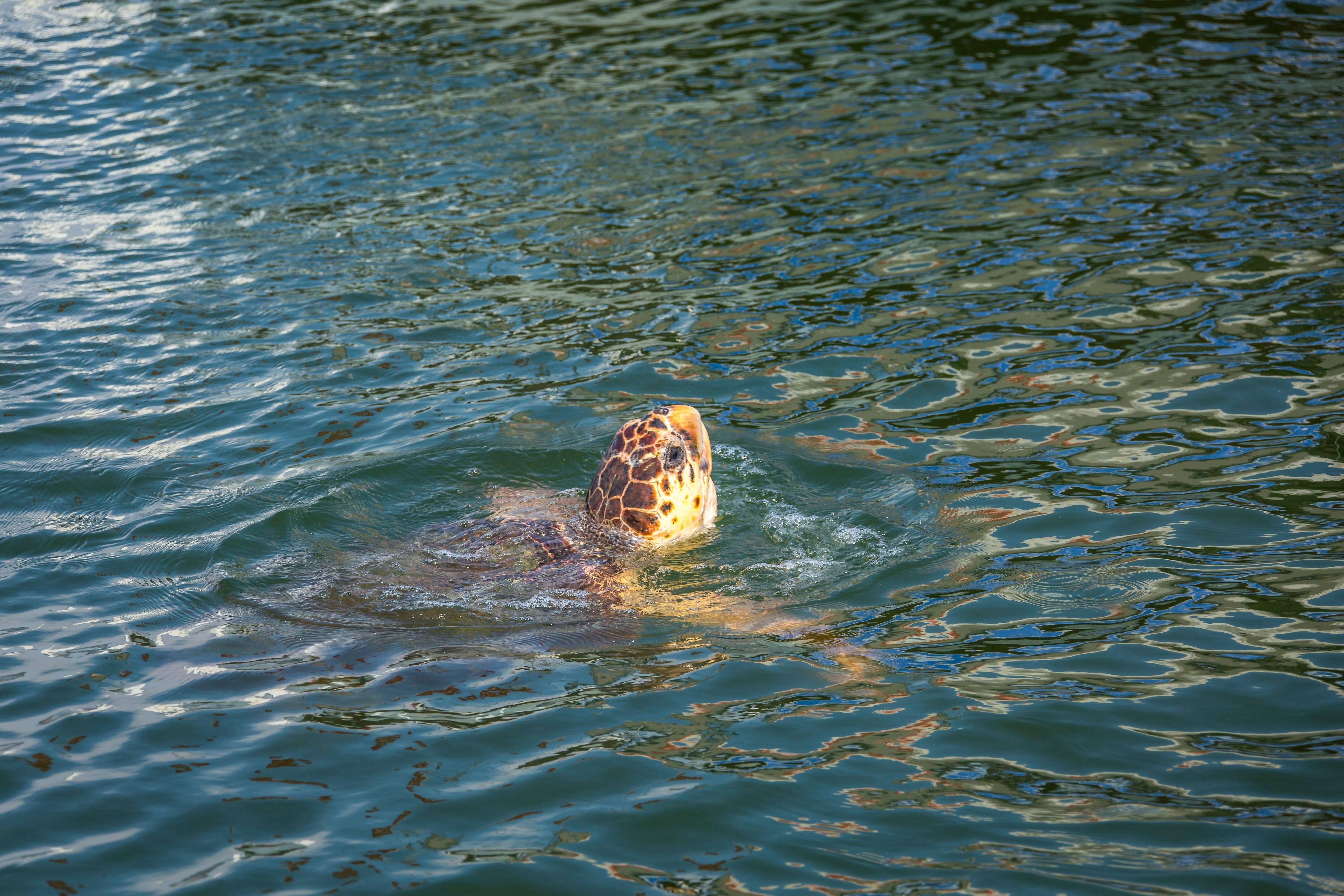 River Dalyan Turtle Watching Tour with transport