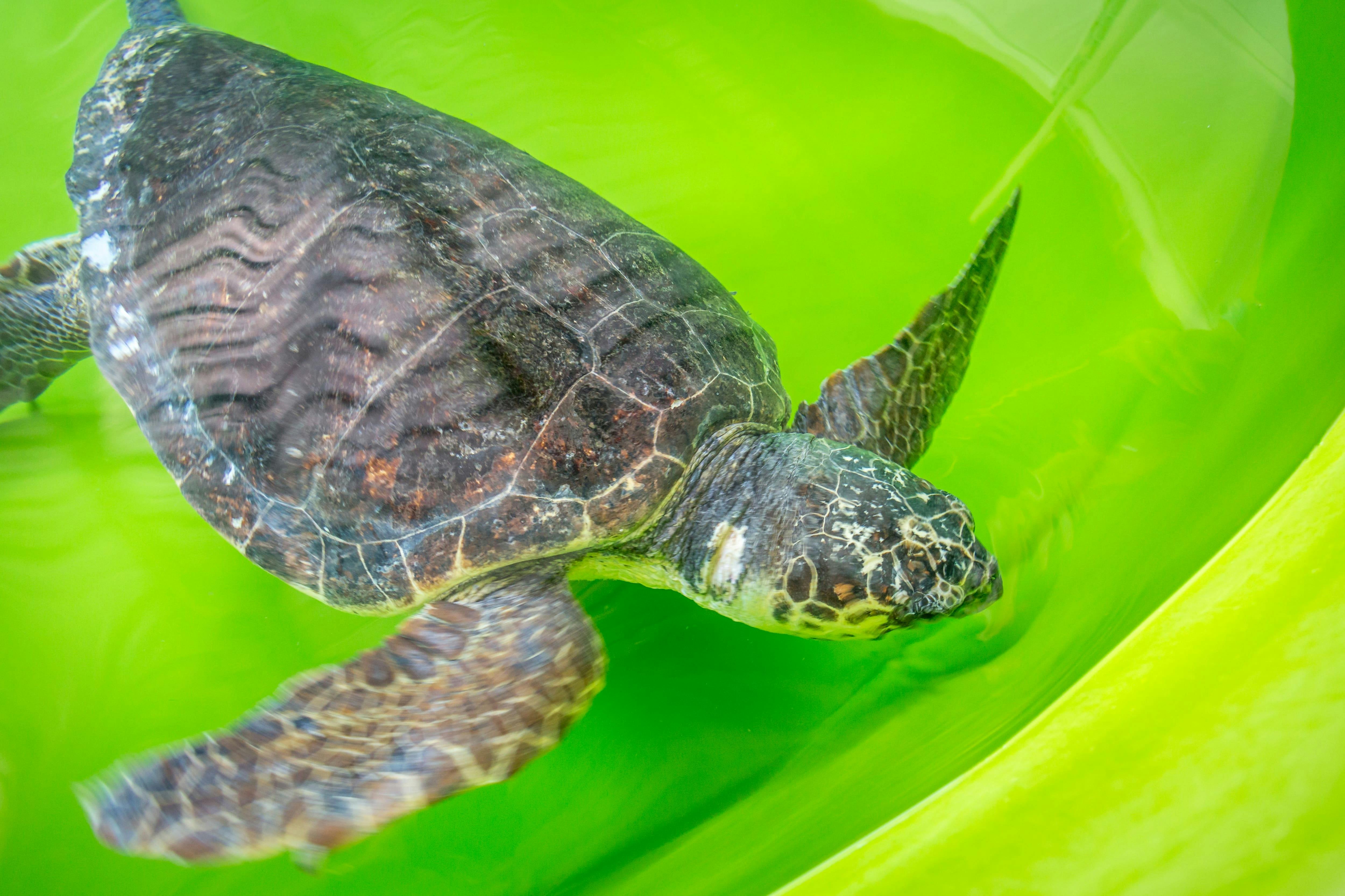 River Dalyan Turtle Watching Tour with transport