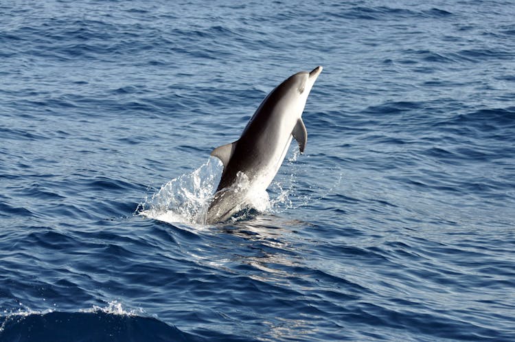 Fuerteventura VIP Catamaran Cruise