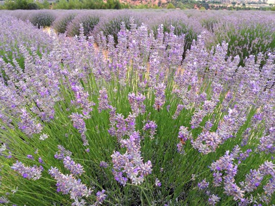 Turkey's Lavender Fields Tour