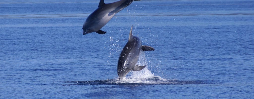 Crucero en barco para avistar delfines en Cerdeña