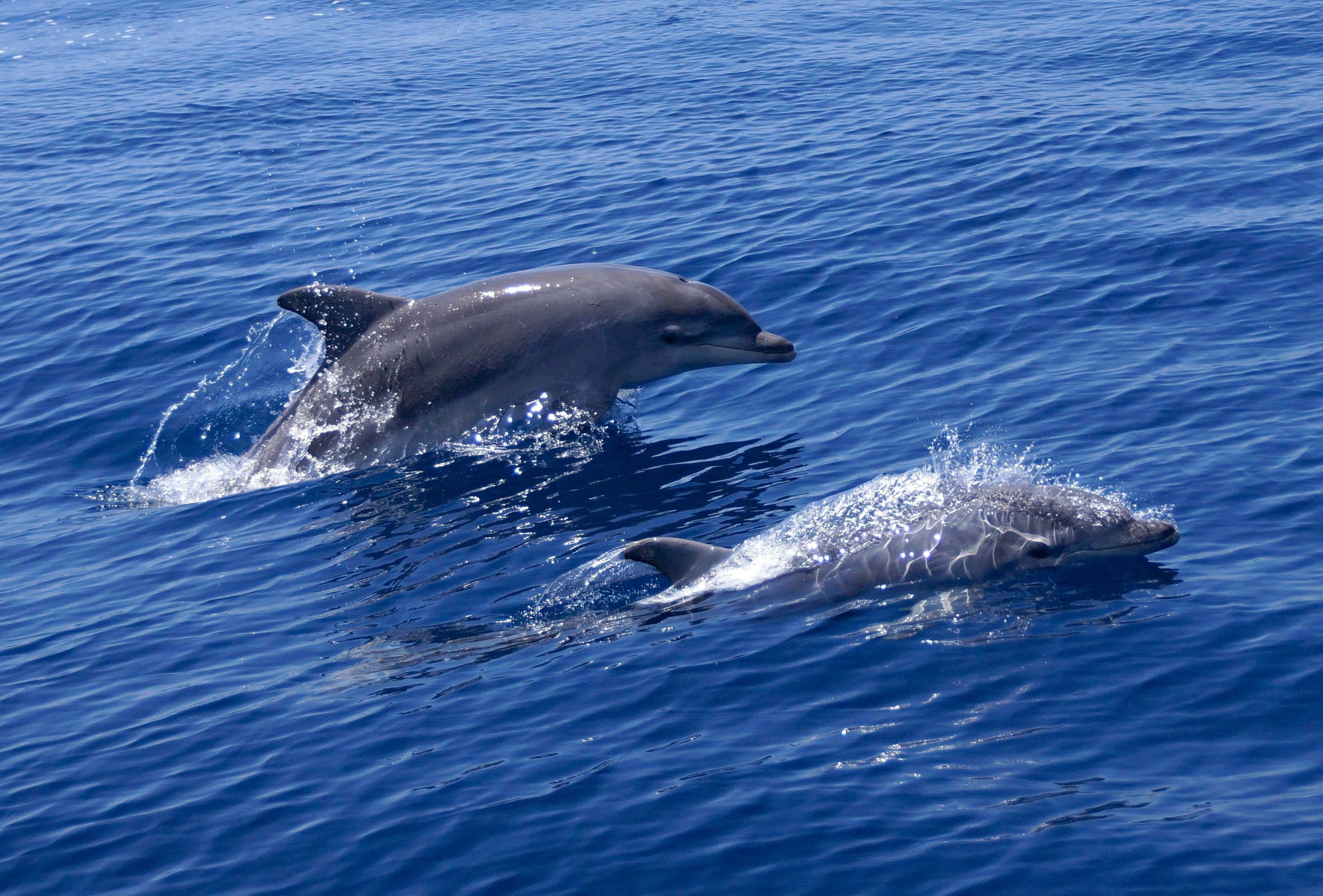 Sardinia Dolphin Watching Boat Cruise