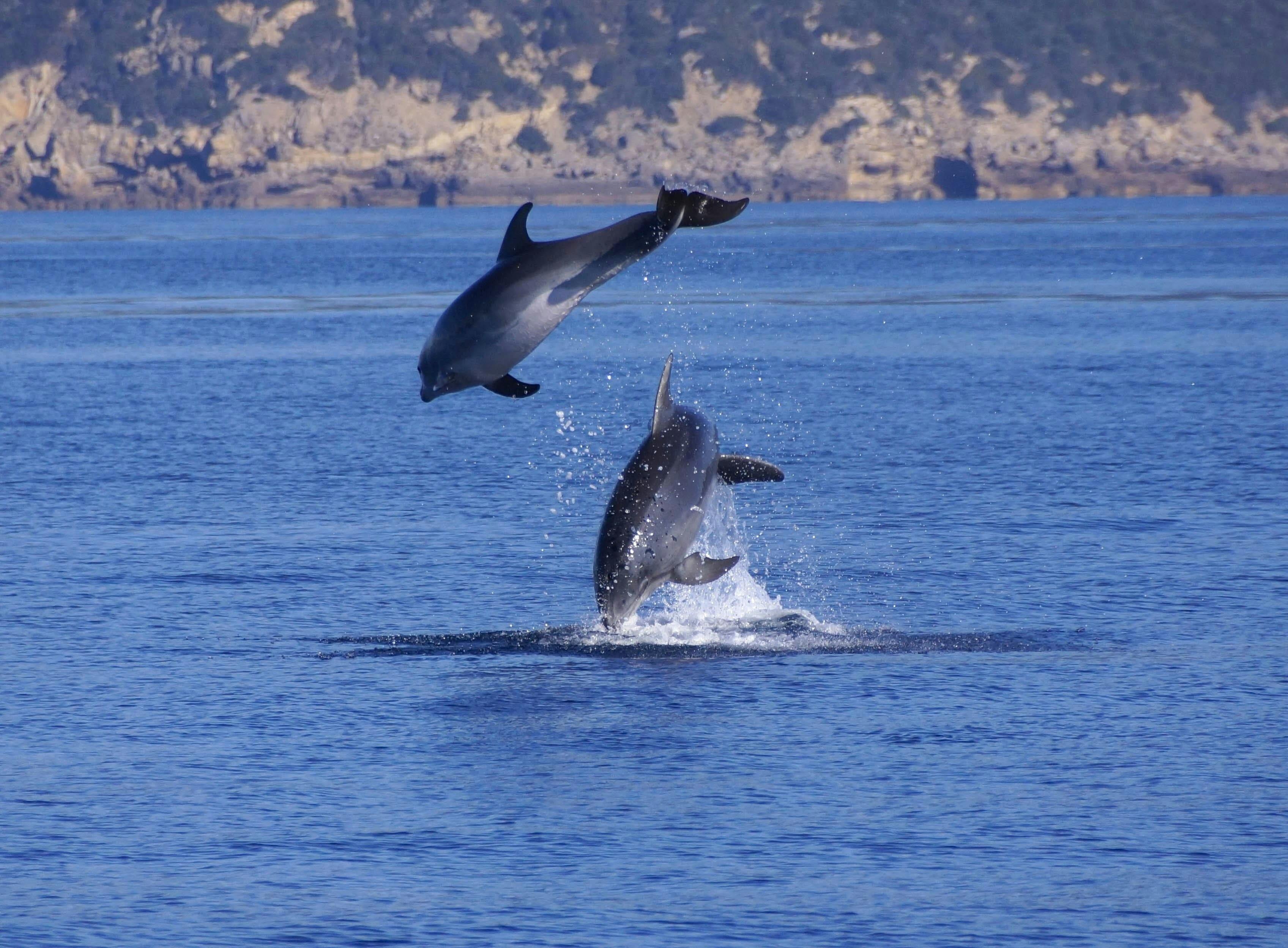 Sardinien Bootsfahrt zur Delphinbeobachtung