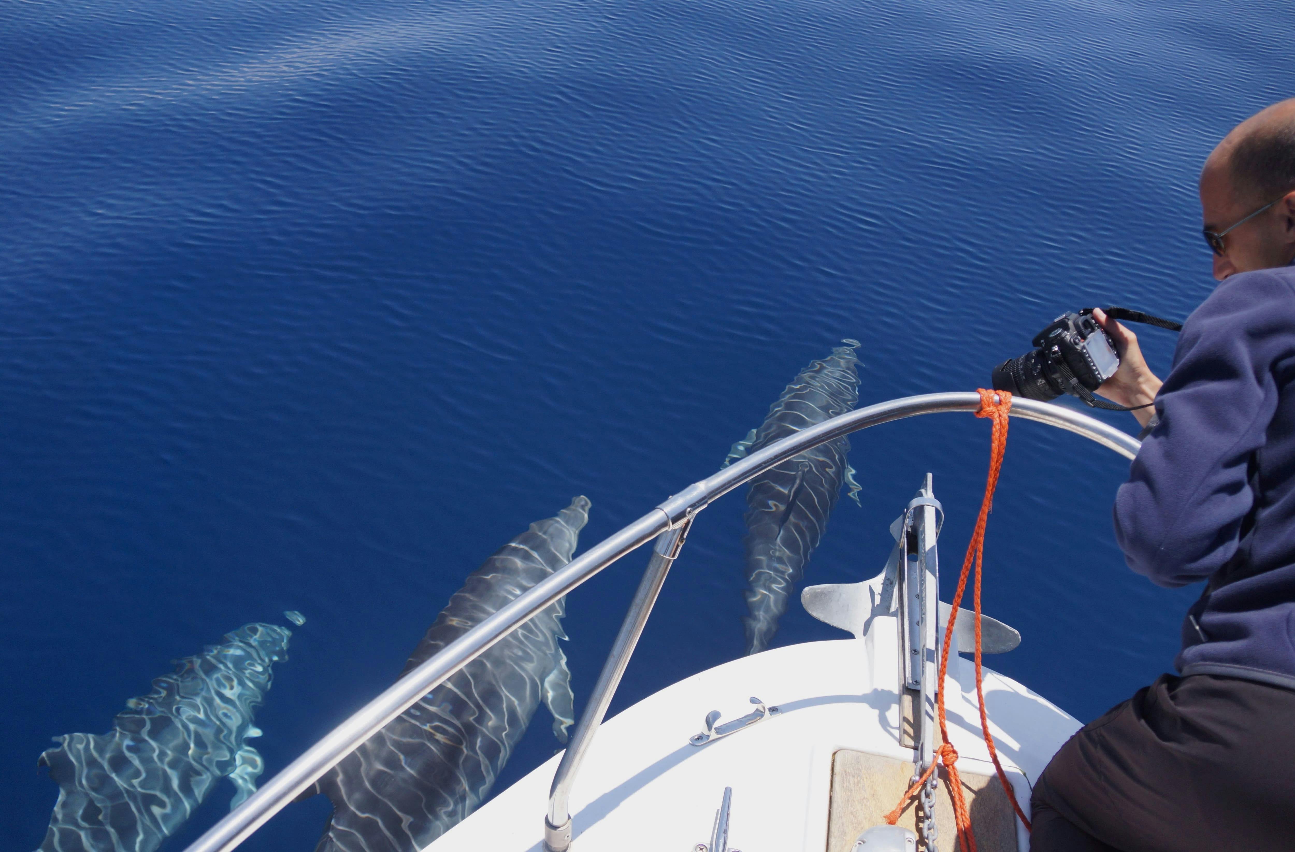 Sardinia Dolphin Watching Boat Cruise