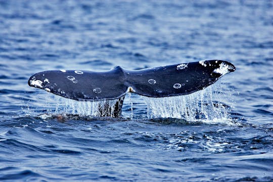 Wal- und Delfinbeobachtungstour auf Faial