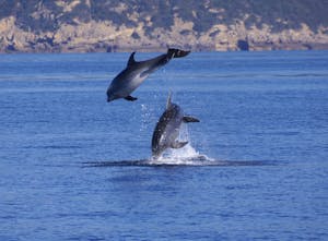 Avvistamento dei delfini a Alghero