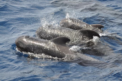 Aphrodite Gulet Sailboat Cruise Fuerteventura