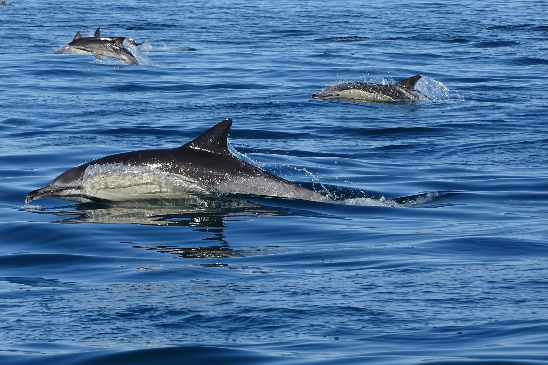 Excursion d'observation des dauphins en Algarve