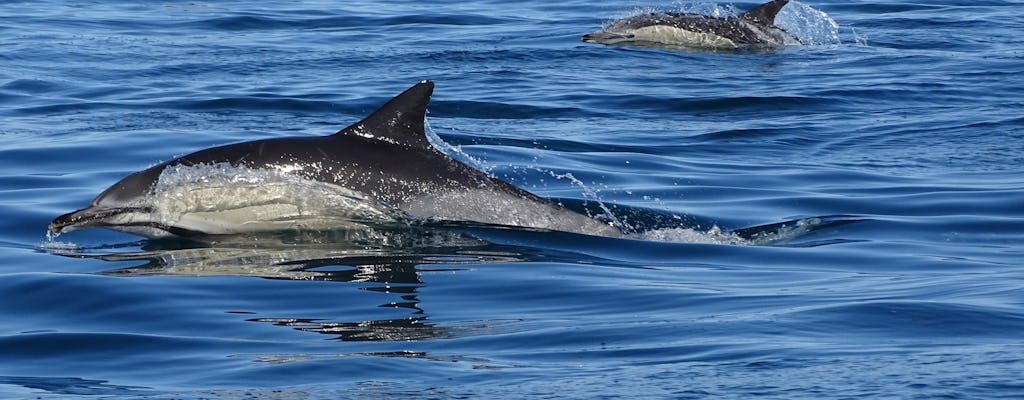 Delfinbeobachtungstour an der Algarve