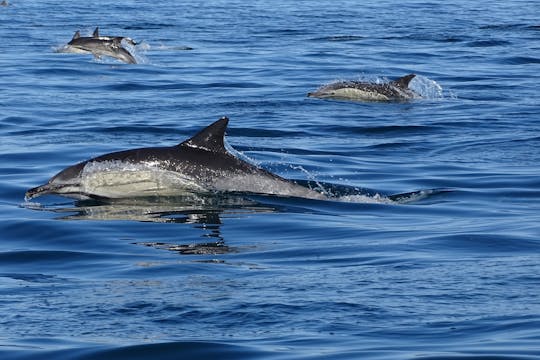 Dolfijnen spotten in de Algarve