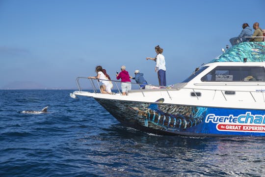 Walvisachtigen kijken cruise vanuit Corralejo met lunch
