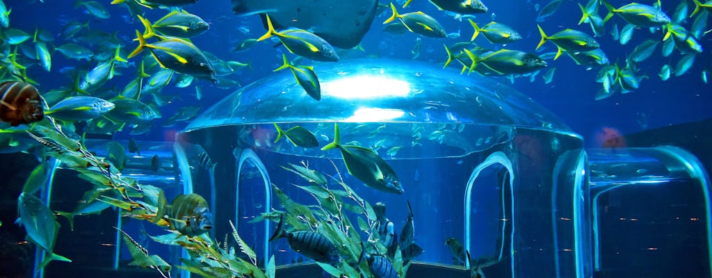 Aquarium Poema del Mar & Loro Parque Combi Ticket