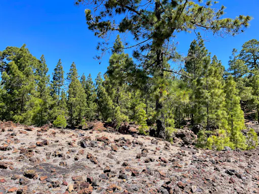 Historic Volcanoes Hiking Tour