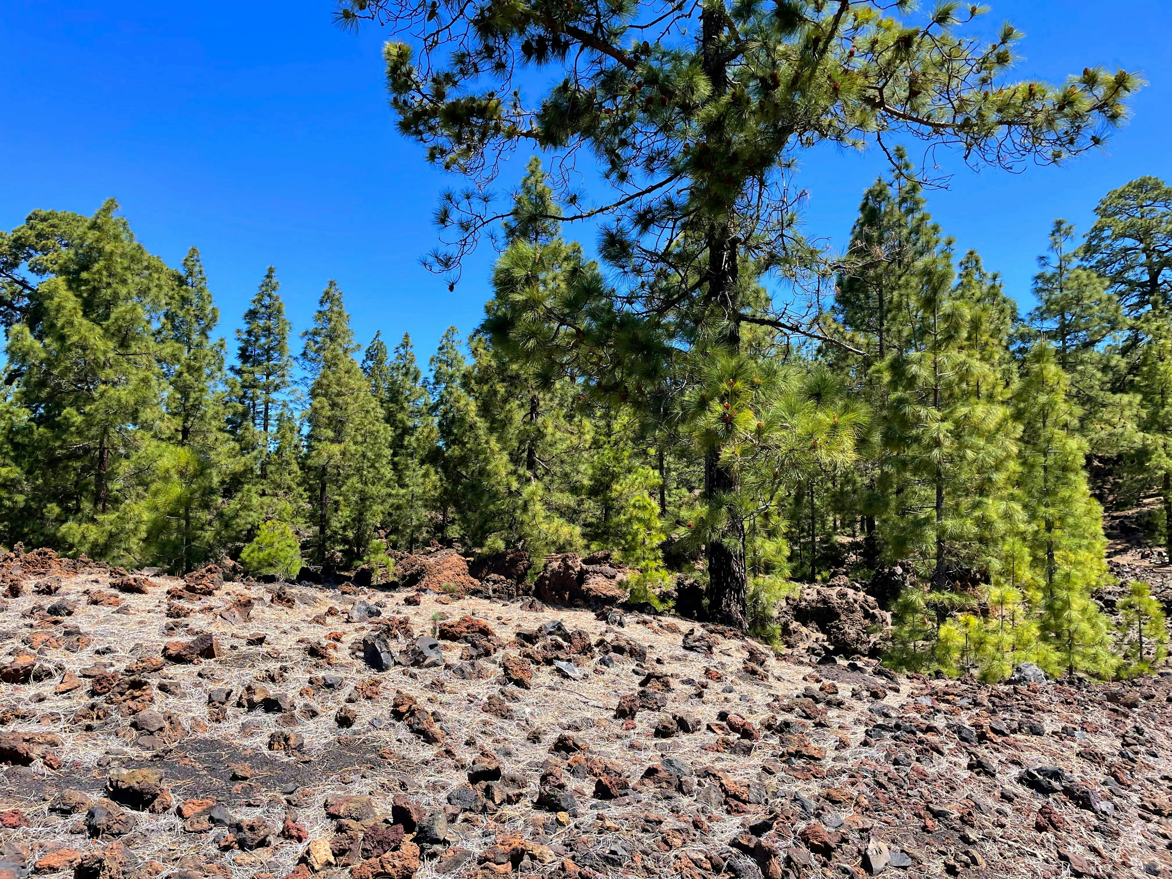 Historic Volcanoes Hiking Tour