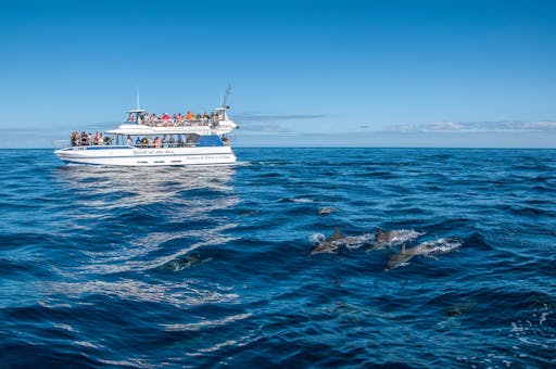 Gran Canaria Spirit of the Sea Dolphin Watching Cruise